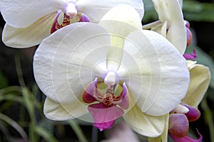 White orchid