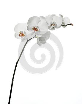 White orchid