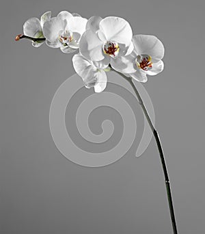 White orchid