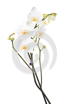 White Orchid