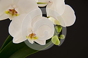 White orchid