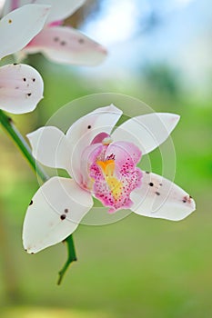 White orchid