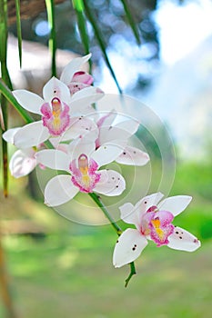 White orchid