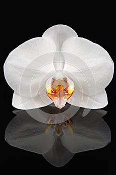 White orchid on black