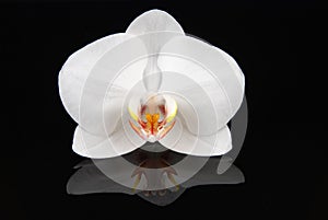 White orchid on black