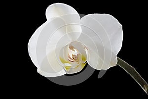 White Orchid on black background