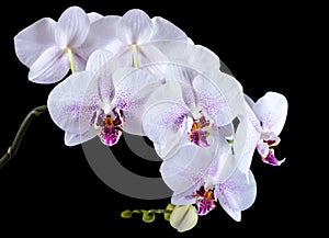 White orchid on a black background