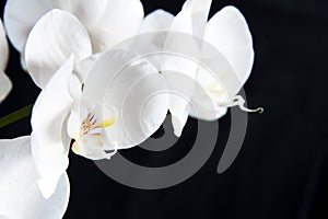 White orchid