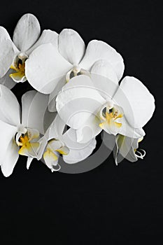 White orchid on a black background