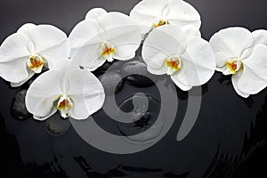 White orchid and black stones in water