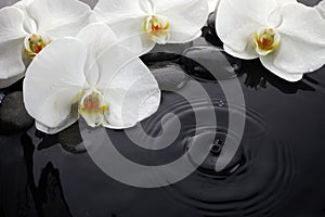 White orchid and black stones in water