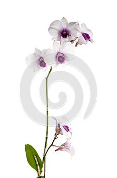 White orchid on white blackbackground