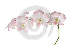 White orchid on white blackbackground photo