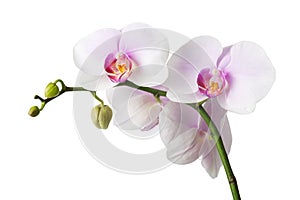 White orchid