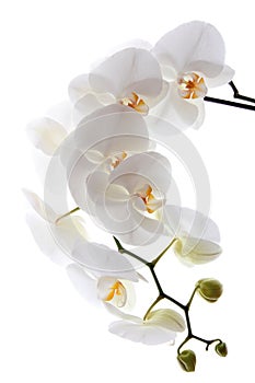 White orchid