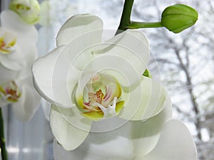 A White Orchid Bloom Blossom Bunch and a Green Flower Bud on Blurred Window Background.