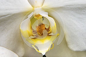 White Orchid Blooming Macro Washington