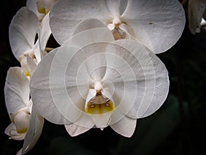 White Orchid Blooms Orchidaceae