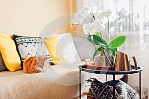 White orchid in blossom blooming on coffee table. Home decorated with flowers. Ginger cat sleeping on couch