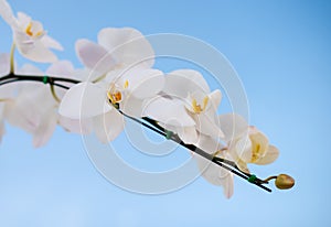 White orchid with blue sky