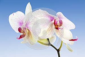 White Orchid at a blue sky