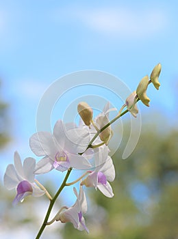 White orchid on blue sky background