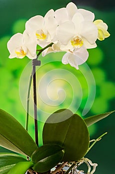 White orchid branch flowers, Orchidaceae, Phalaenopsis known as the Moth Orchid, abbreviated Phal. Green light bokeh.