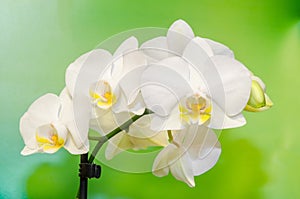 White orchid branch flowers, Orchidaceae, Phalaenopsis known as the Moth Orchid, abbreviated Phal. Green light bokeh.
