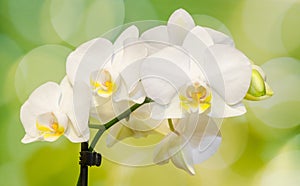 White orchid branch flowers, Orchidaceae, Phalaenopsis known as the Moth Orchid, abbreviated Phal. Green light bokeh.