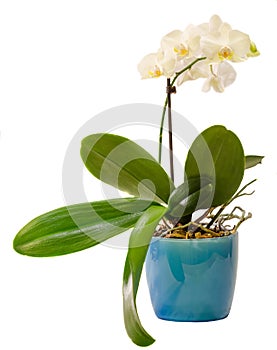 White orchid branch flowers, Orchidaceae, Phalaenopsis known as the Moth Orchid, abbreviated Phal. White background