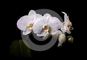 White orchid