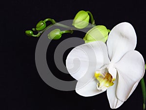 White Orchid Bunch and Green Orchid Buds on Black Background. Phalaenopsis known as moth.