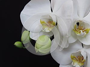 White Orchid Bunch and Green Orchid Buds on Black Background. Phalaenopsis known as moth.