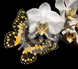 White orchid and butterfly