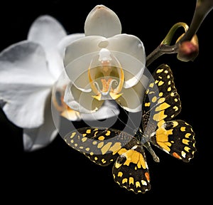 White orchid and butterfly