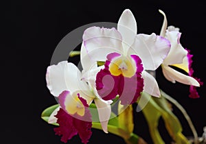 White orchid,Cattleya