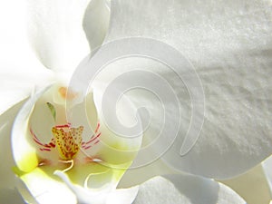 White orchid close up photo