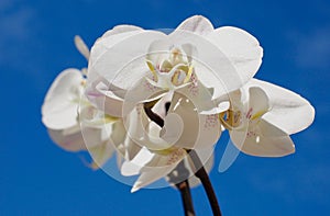 White orchid close up