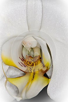 White orchid close up