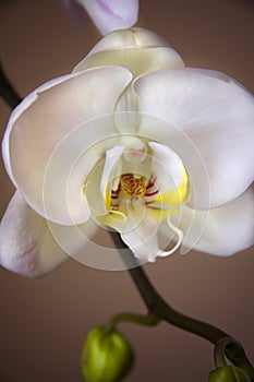 White orchid close up