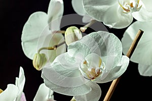 White orchid close up on black background