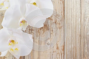 White orchid closed up on wooden background