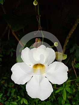 White orchid on the dark