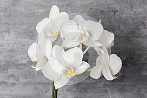 White orchid dark background