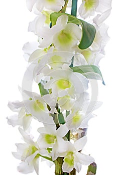 White orchid. Dendrobium nobile photo