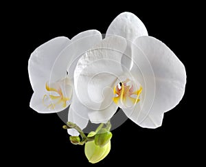 White orchid flower