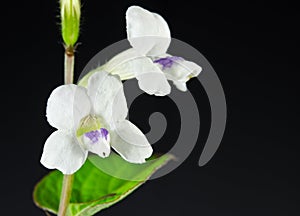 White Orchid Flower