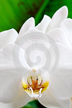 White orchid flower