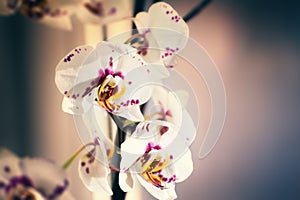 White orchid flower.