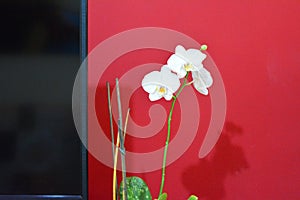 White orchid flower in the background red wall with black tv screen on the side,